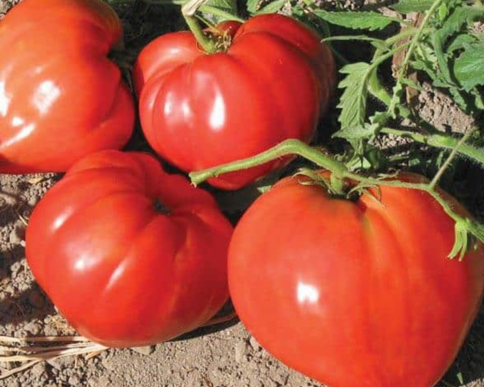German Red Strawberry Tomato Seeds - Blessings Grow Meadows