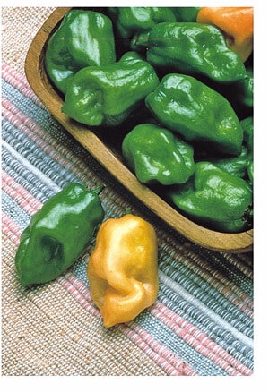 Habanero Orange Hot Pepper Seeds - Blessings Grow Meadows