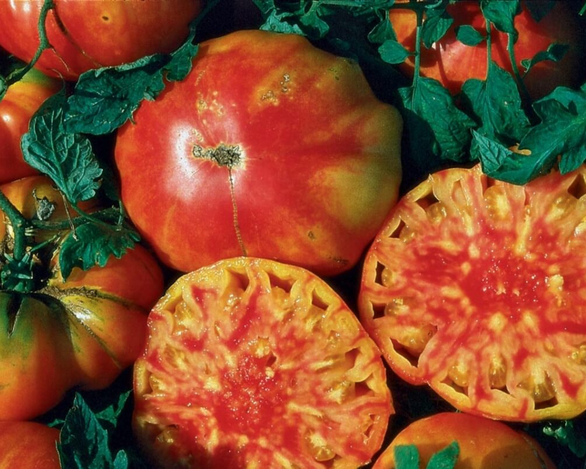 Hillbilly Tomato Seeds - Blessings Grow Meadows