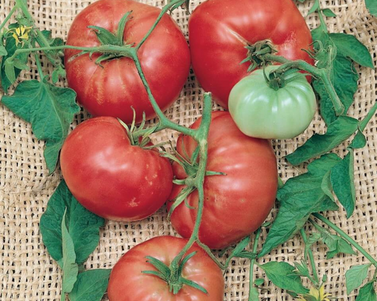 Italian Tree Tomato Seeds - Blessings Grow Meadows
