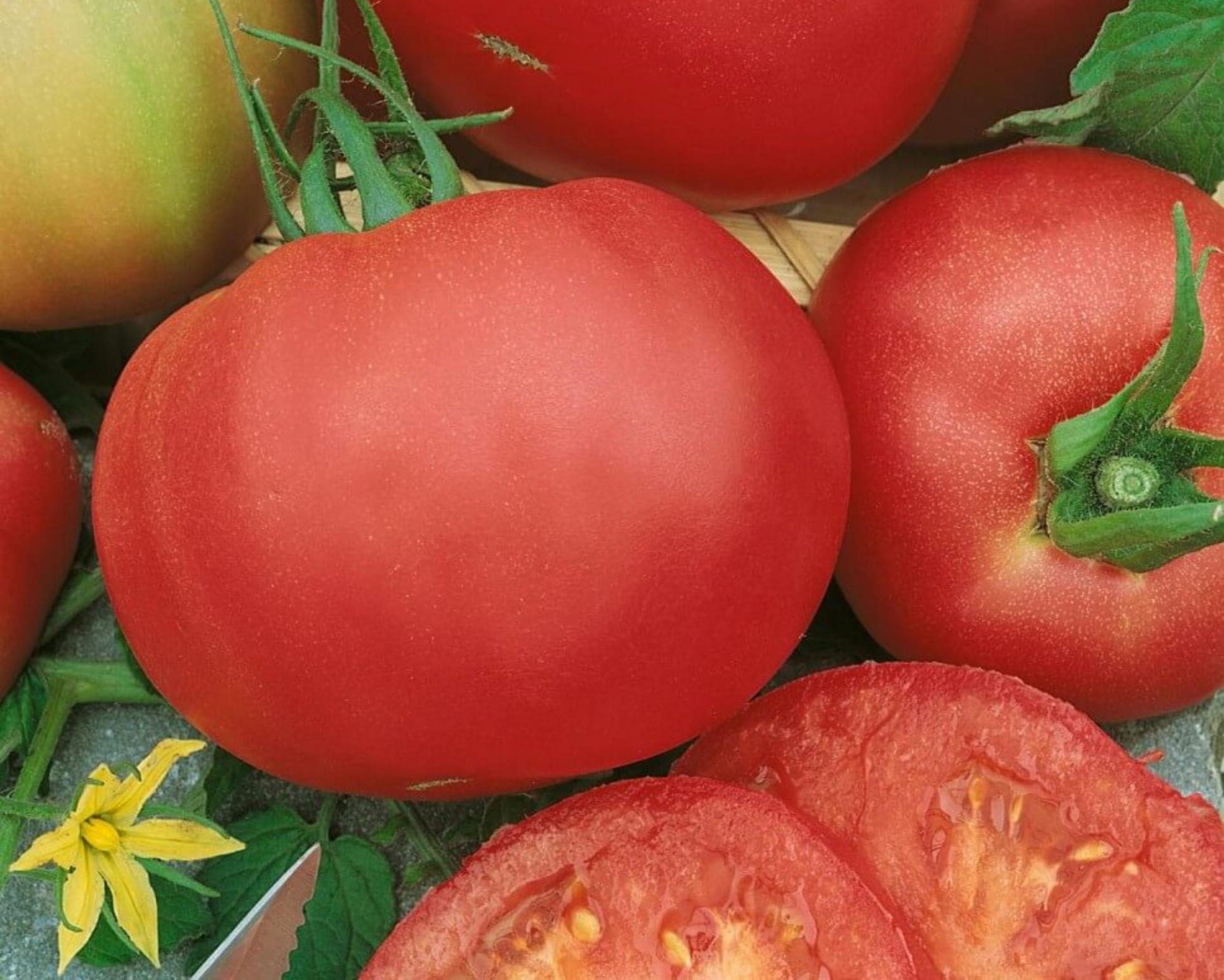 Marianna's Peace Tomato Seeds - Blessings Grow Meadows