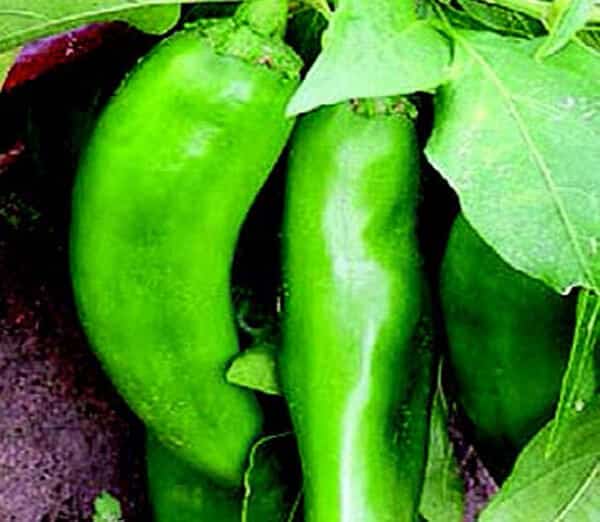 Numex Joe E. Parker Pepper Seeds - Blessings Grow Meadows
