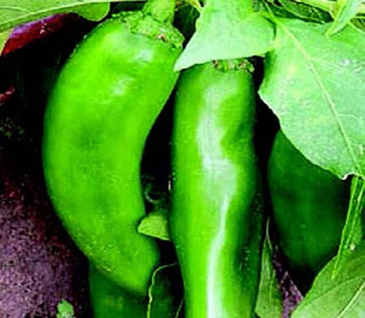 Numex Joe E. Parker Pepper Seeds - Blessings Grow Meadows