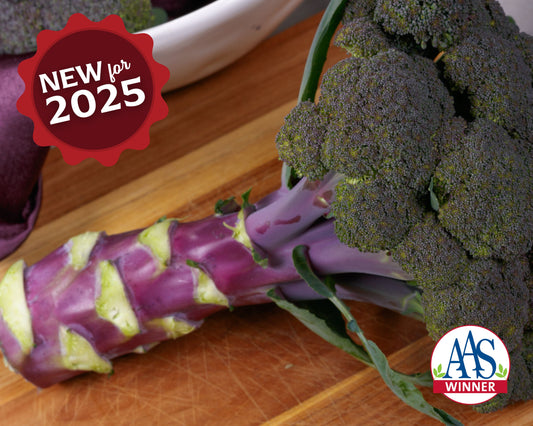 Purple Magic Hybrid Broccoli Seeds - Blessings Grow Meadows