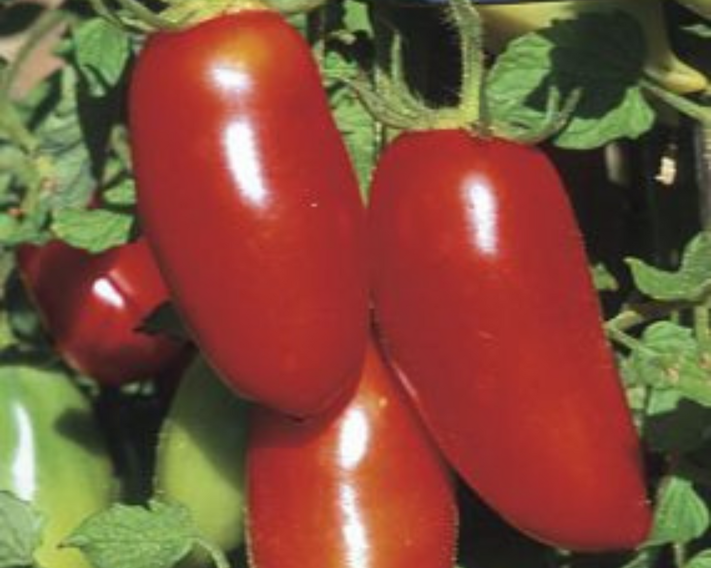 Red Sausage Tomato Seeds - Blessings Grow Meadows