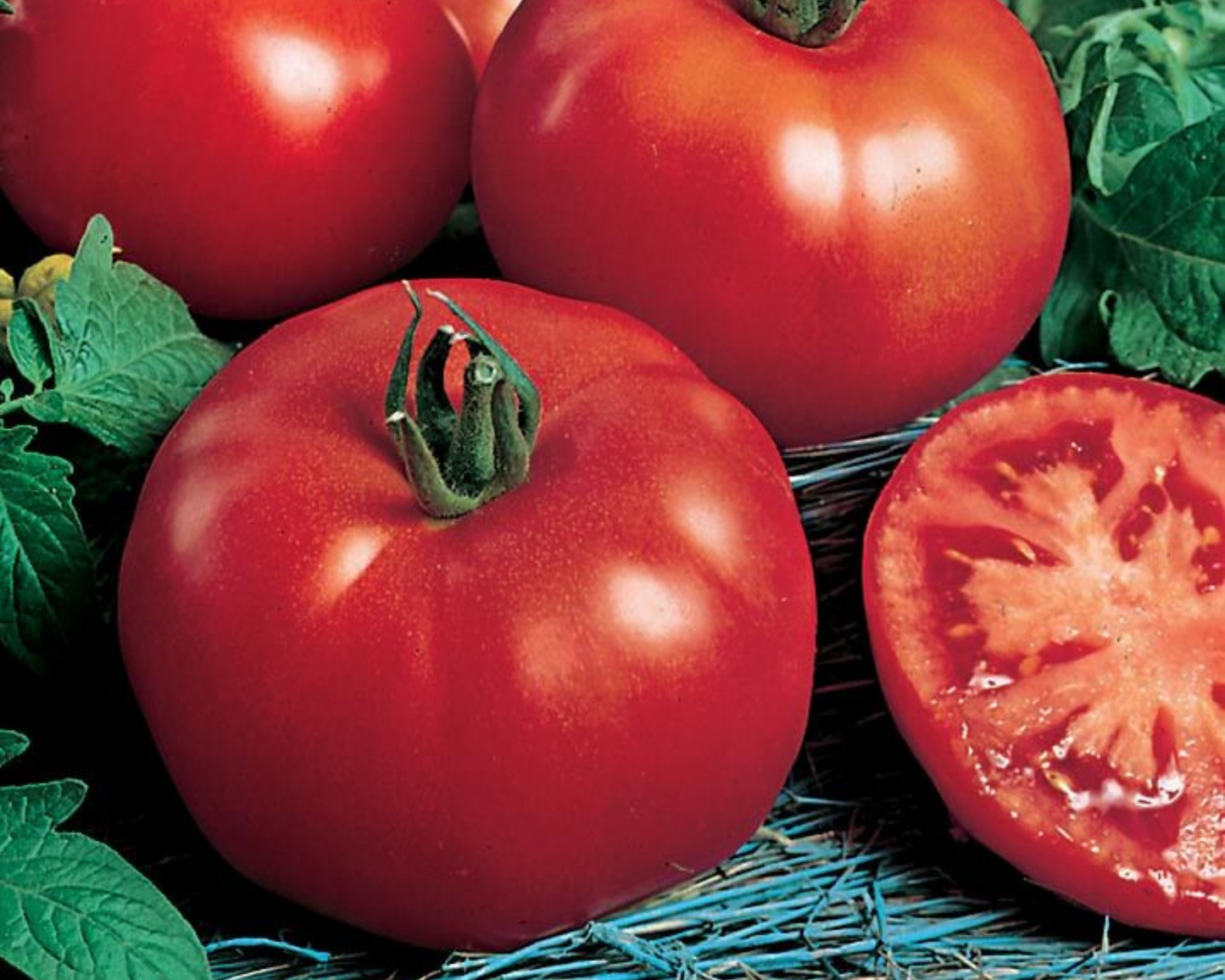 Packet of Siberian Tomato Seeds from Seeds 'n Such showing 30 seeds in a clear packet for planting and gardening.