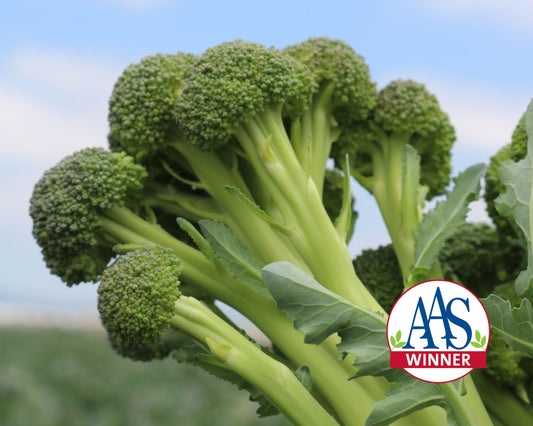 Skytree Hybrid Broccoli Seeds - Blessings Grow Meadows