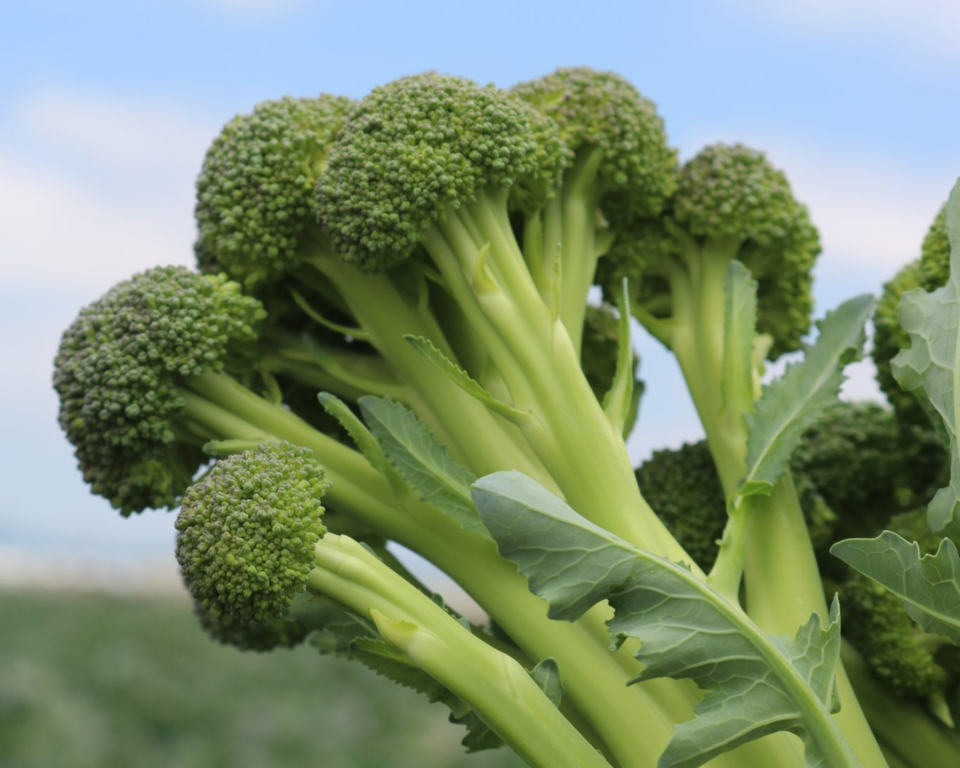 Skytree Hybrid Broccoli Seeds - Blessings Grow Meadows