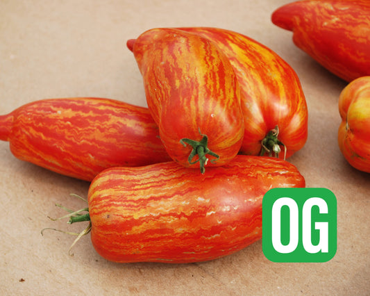 Speckled Roman Organic Tomato Seeds - Blessings Grow Meadows