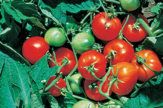 Stupice Tomato Seeds from Seeds 'n Such produce clusters of ripe red and unripe green tomatoes on vigorous vines, surrounded by lush green leaves, known for their high yield.