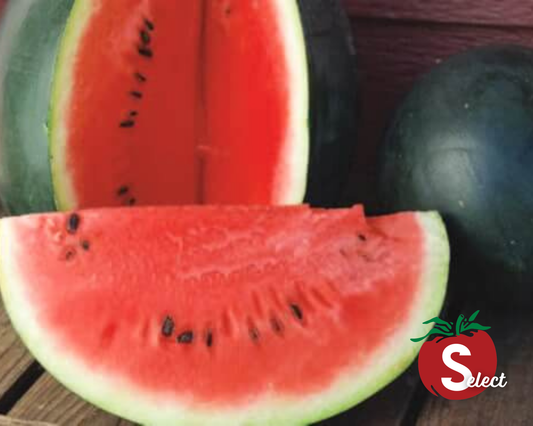 Sugar Baby Watermelon Seeds - Blessings Grow Meadows