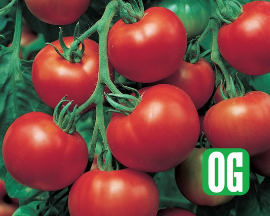 Super Sioux Tomato Seeds - Blessings Grow Meadows