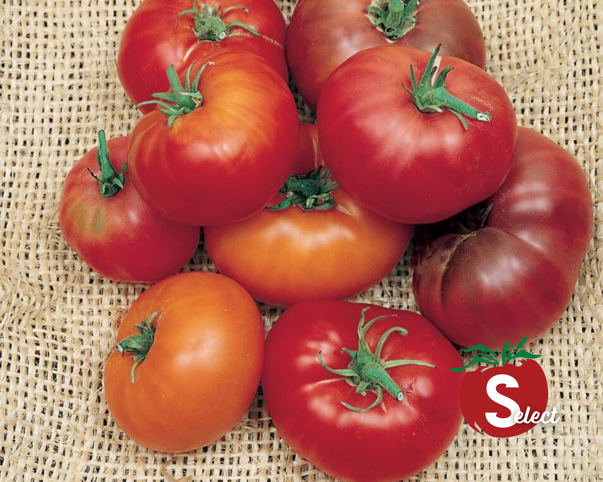 Yellow Brandywine Tomato Seeds - Blessings Grow Meadows