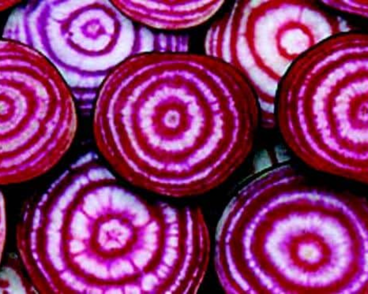 Chioggia Beet Seeds - Blessings Grow Meadows