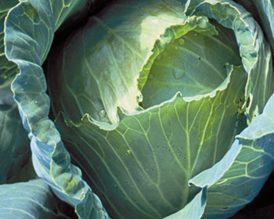 Copenhagen Market Cabbage Seeds - Blessings Grow Meadows