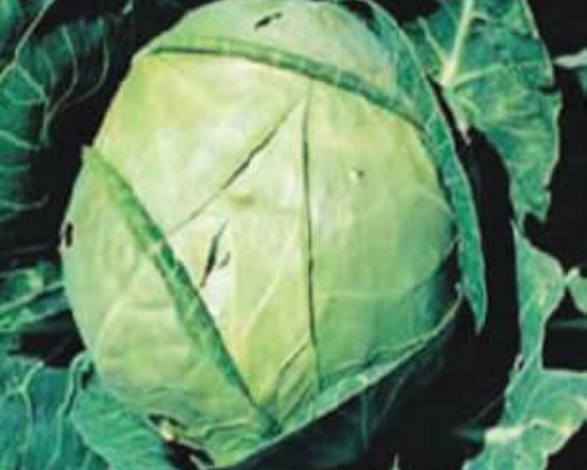 Danish Ballhead Cabbage Seeds - Blessings Grow Meadows
