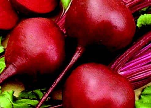 Early Wonder Beet Seeds - Blessings Grow Meadows