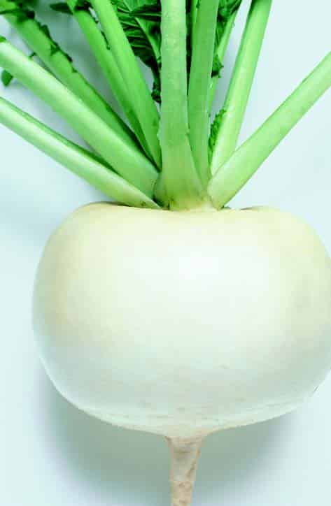 Just Right Hybrid Turnip Seeds - Blessings Grow Meadows