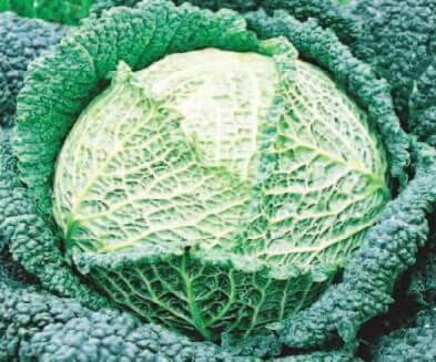 Savoy Perfection Cabbage Seeds - Blessings Grow Meadows
