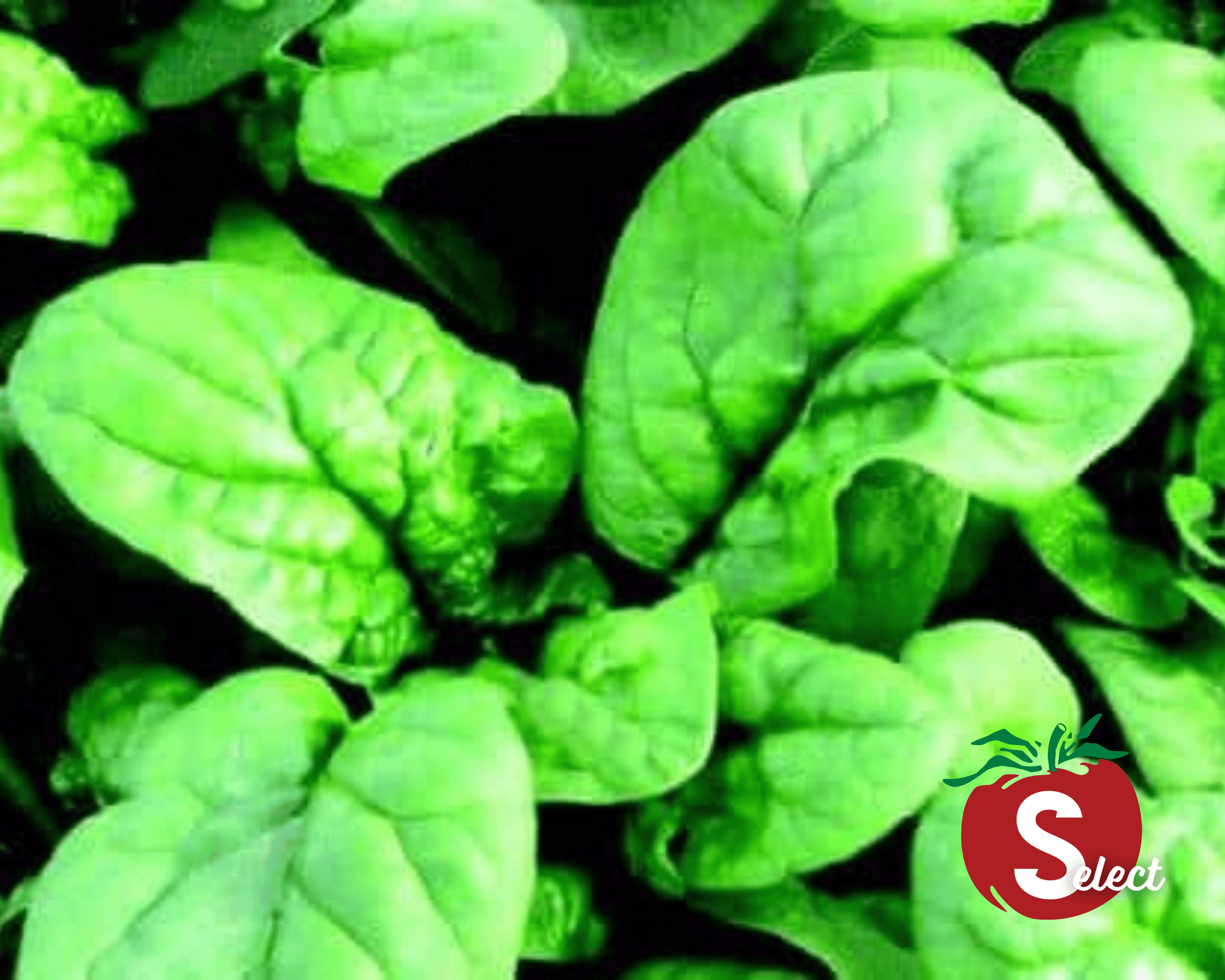 Buy Bloomsdale Long Standing Spinach Seeds | Blessings Grow Meadows