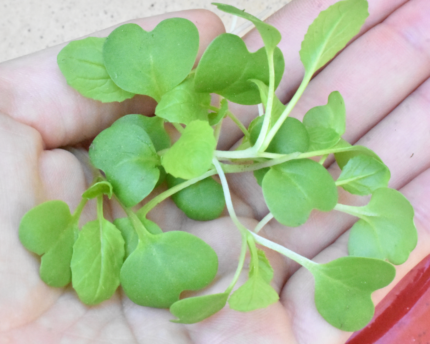 Savanna Hybrid Mustard Green Seeds - Blessings Grow Meadows