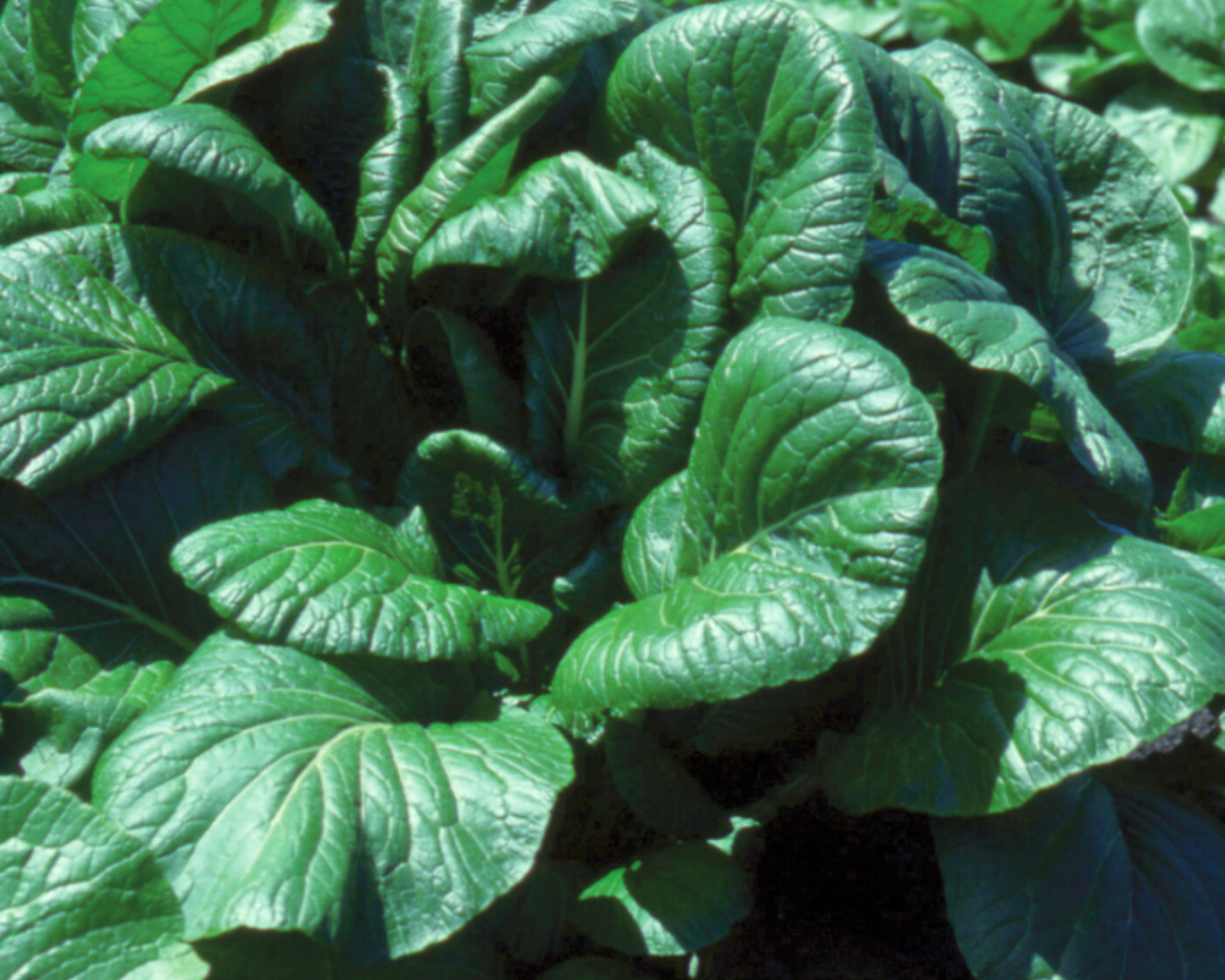 Savanna Hybrid Mustard Green Seeds - Blessings Grow Meadows