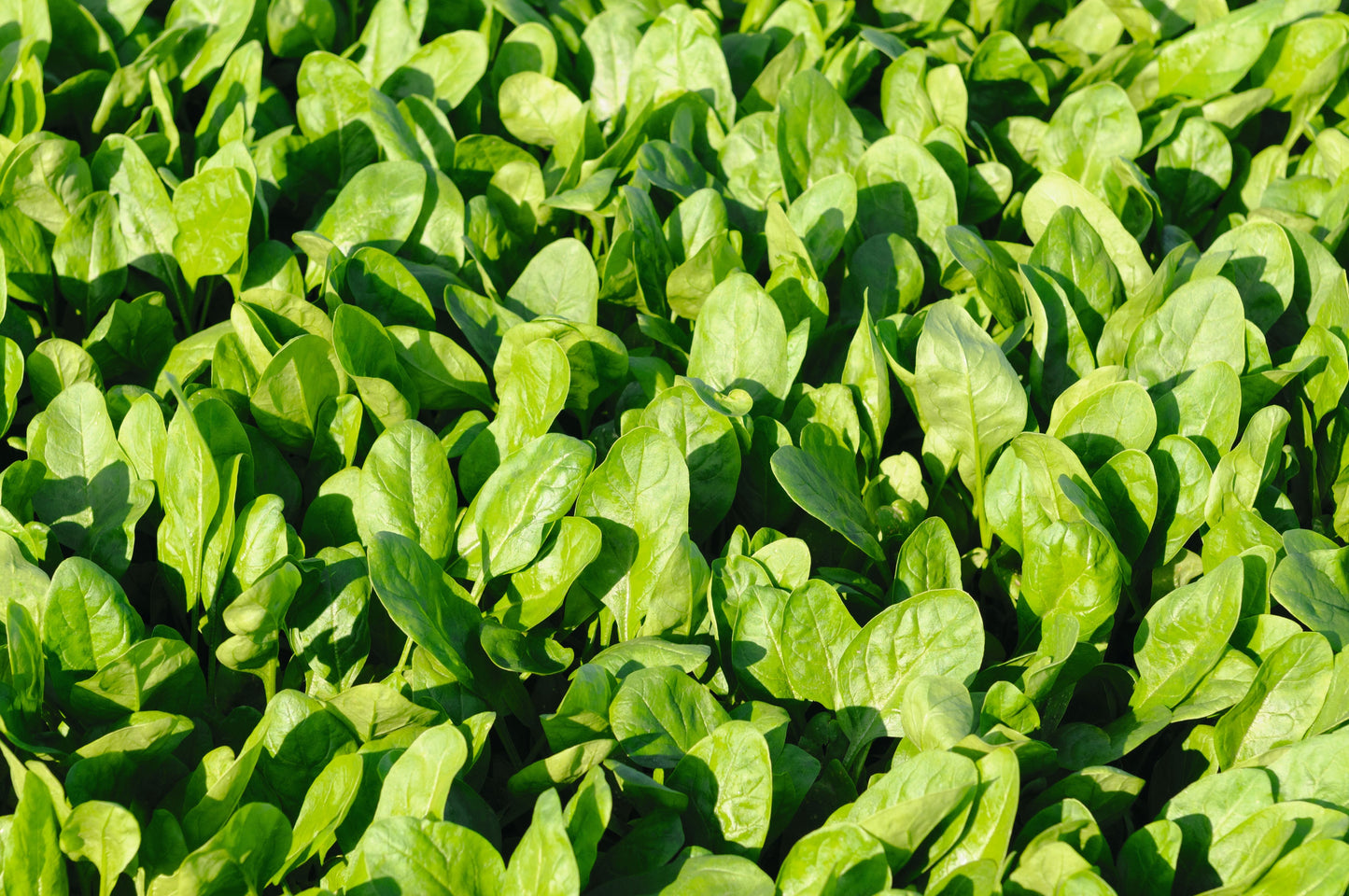 Space Hybrid Spinach - Blessings Grow Meadows