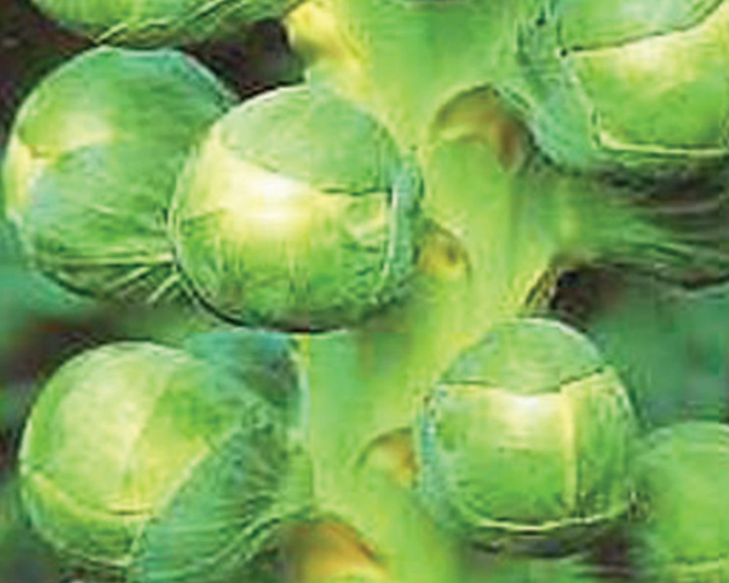Jade Cross Hybrid Brussels Sprout Seeds - Blessings Grow Meadows