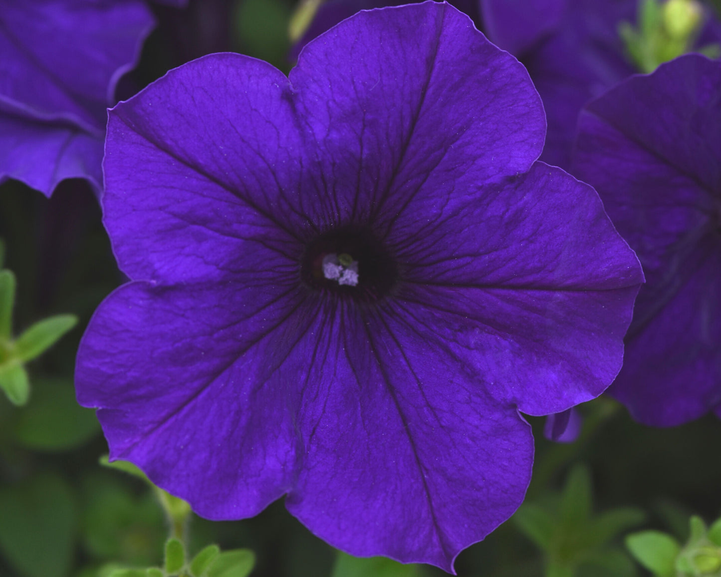 E3 Easy Wave Blue Hybrid Spreading Petunia - Blessings Grow Meadows