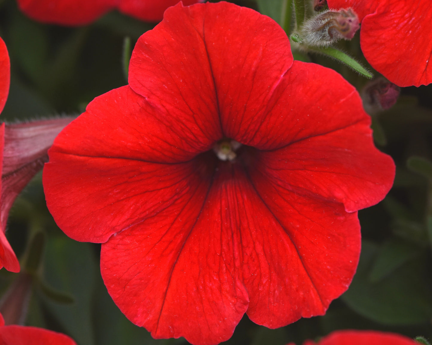 E3 Easy Wave Red Hybrid Spreading Petunia - Blessings Grow Meadows