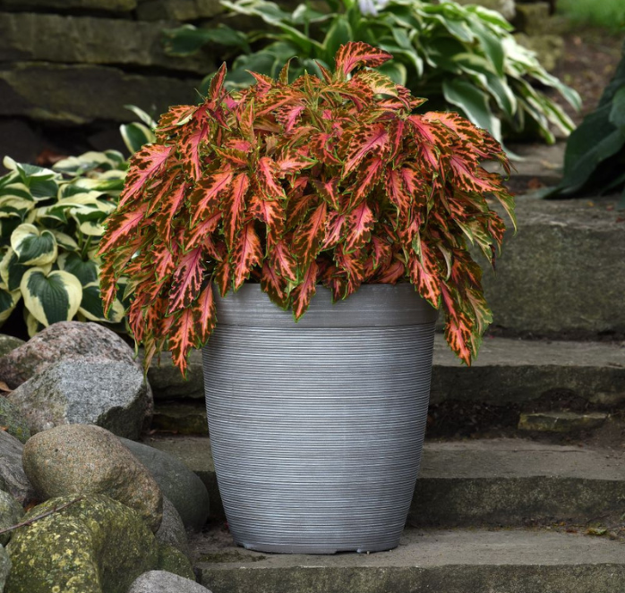 Packet of Seeds 'n Such Premium Sun Coral Candy Coleus Seeds with five seed pellets for vibrant garden foliage.