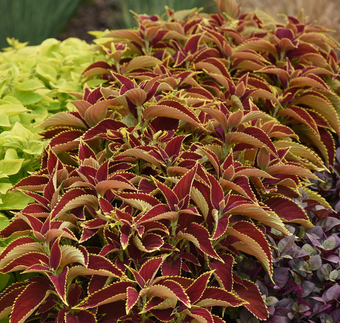 Packet of Seeds 'n Such Premium Sun Ruby Hearts Coleus Seeds showing 5 pellets with vibrant leaf images for planting.