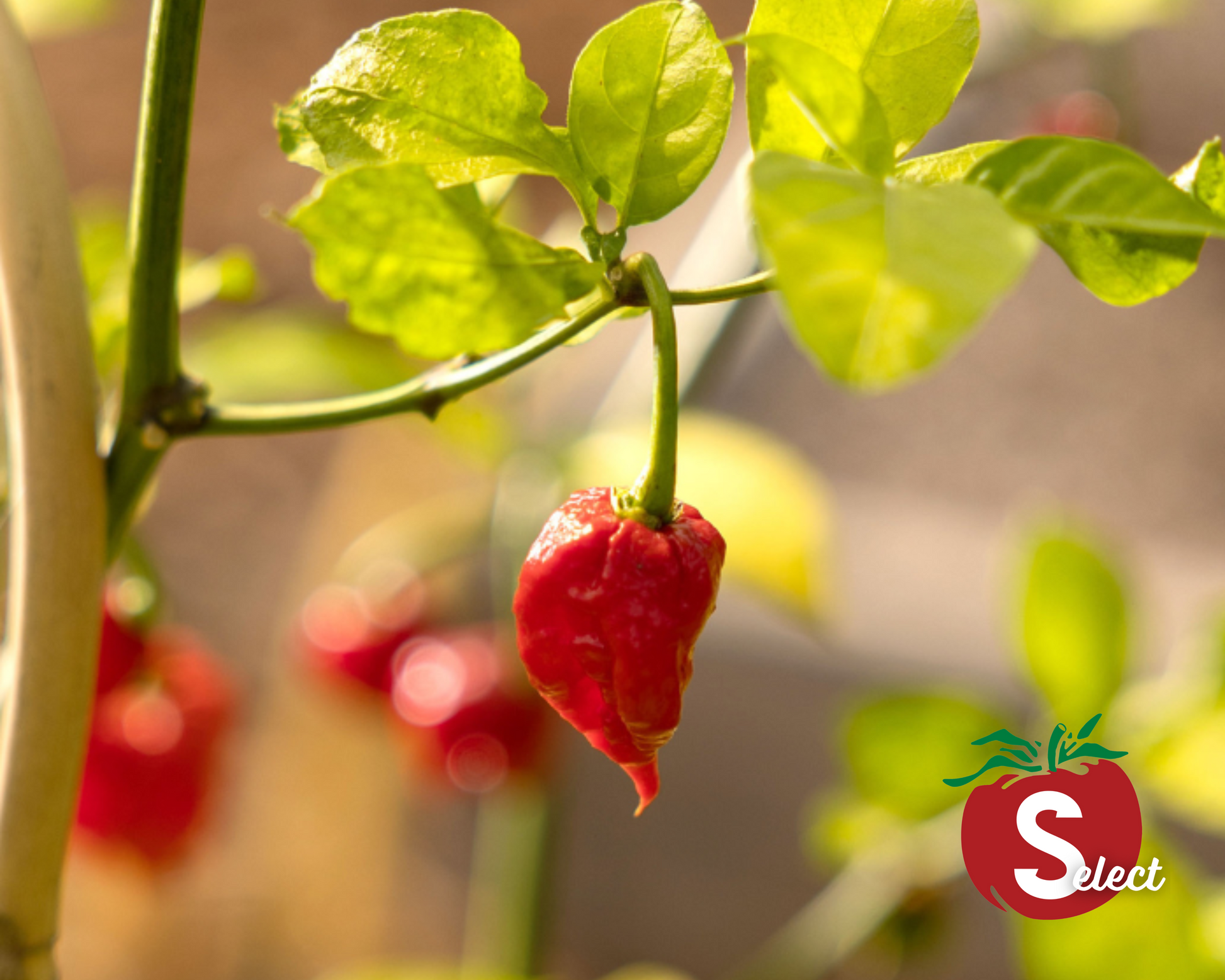 Packet of Carolina Reaper super-hot pepper seeds from Seeds 'n Such, showcasing a colorful seed packet with five seeds inside.