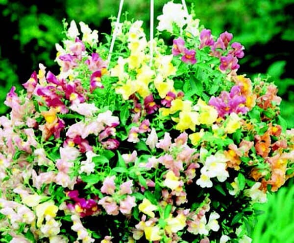 Cascading Lantern Hybrid Mix Snapdragon Seeds - Blessings Grow Meadows
