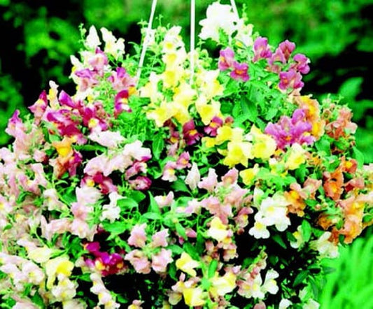 Cascading Lantern Hybrid Mix Snapdragon Seeds - Blessings Grow Meadows
