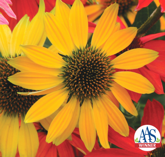 Cheyenne Spirit Echinacea Seeds - Blessings Grow Meadows