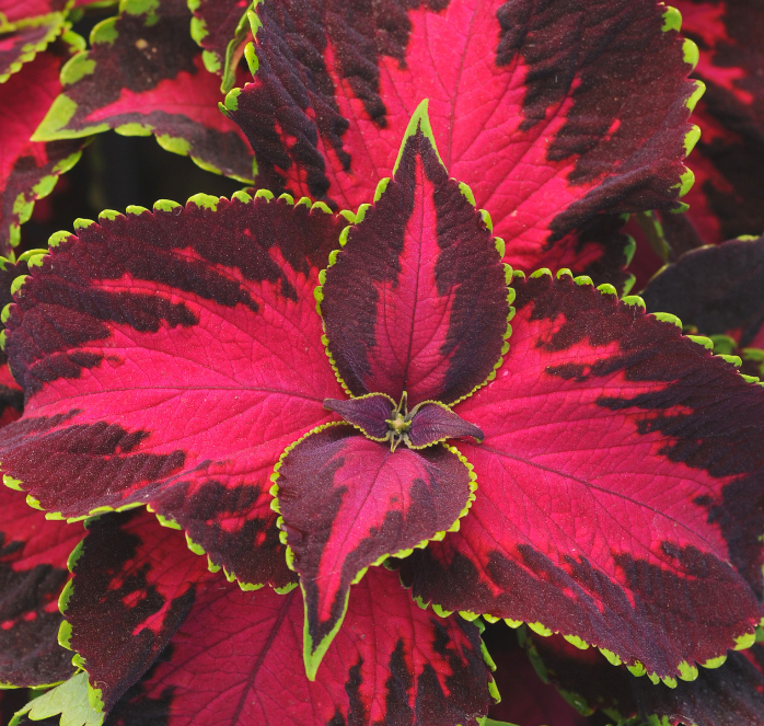 Chocolate Covered Cherry Coleus Seeds - Blessings Grow Meadows