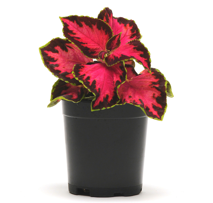 Chocolate Covered Cherry Coleus Seeds - Blessings Grow Meadows