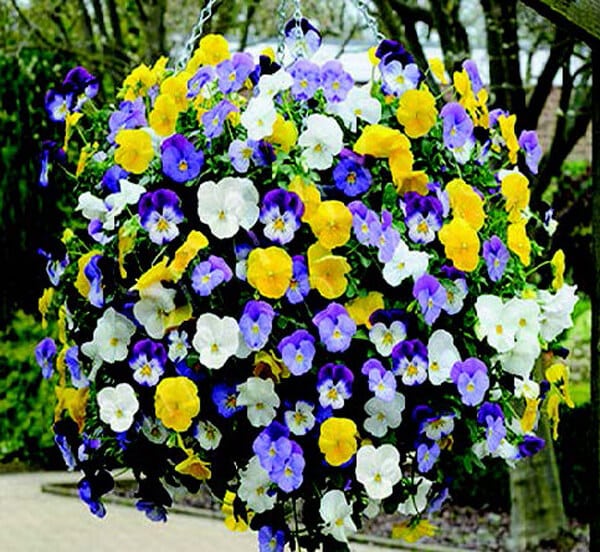 Cool Wave Trailing Hybrid Mix Pansy Seeds - Blessings Grow Meadows