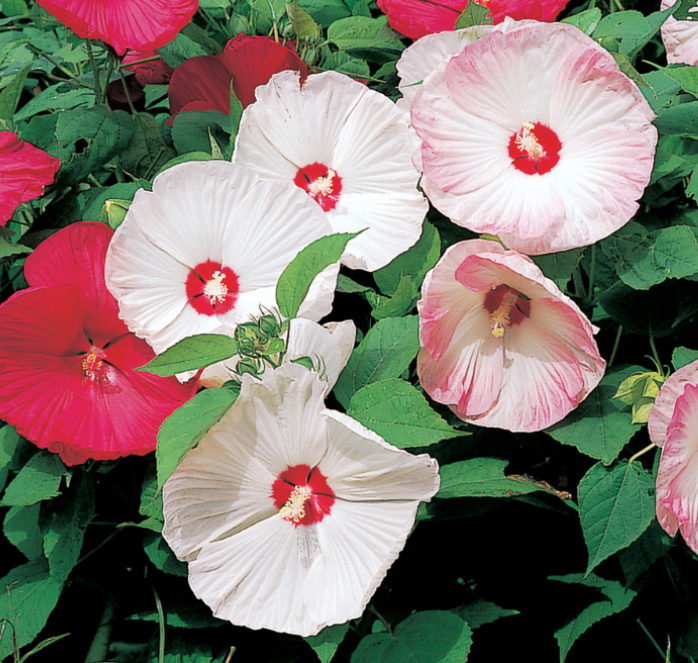Disco Belle Hybrid Mix Hibiscus Seeds - Blessings Grow Meadows