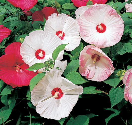 Disco Belle Hybrid Mix Hibiscus Seeds - Blessings Grow Meadows
