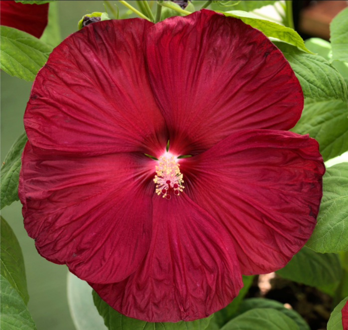 Disco Belle Hybrid Mix Hibiscus Seeds - Blessings Grow Meadows
