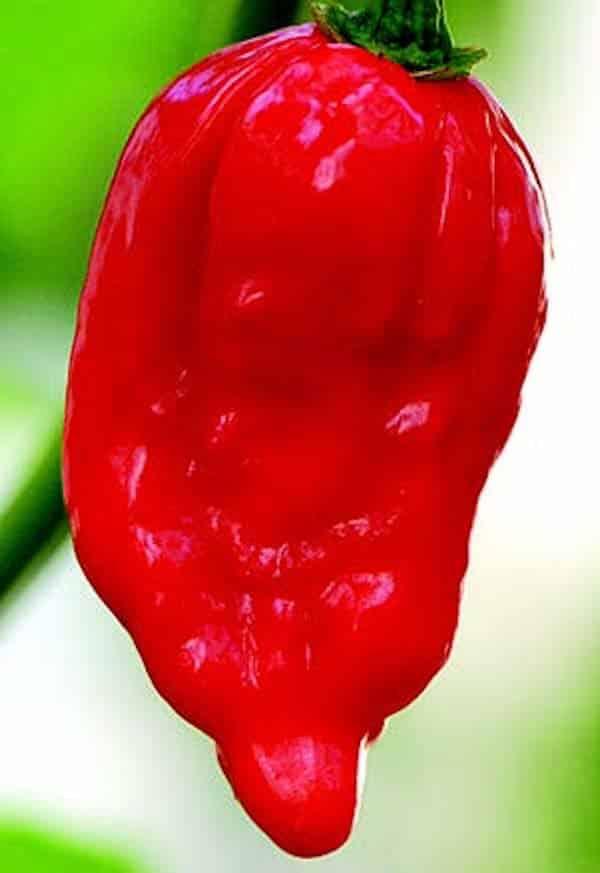 Dorset Naga Super-Hot Pepper Seeds - Blessings Grow Meadows