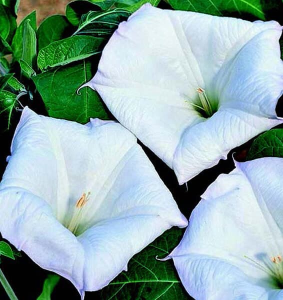 Evening Fragrance Angels Trumpet Seeds - Blessings Grow Meadows