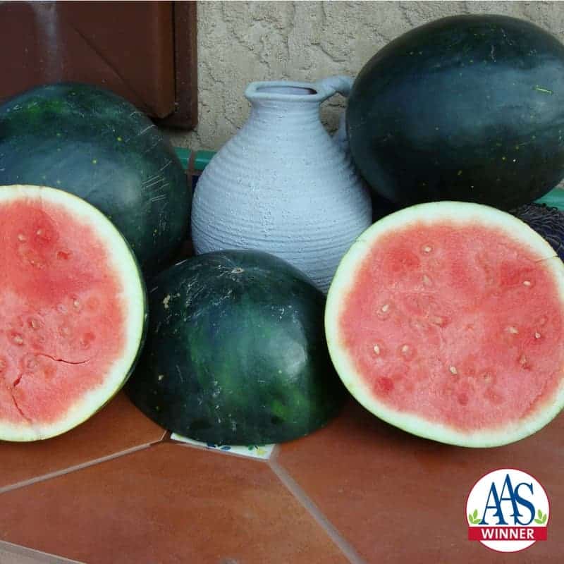 Harvest Moon Seedless Hybrid Watermelon Seeds - Blessings Grow Meadows