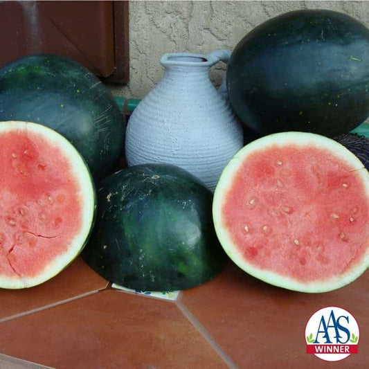 Harvest Moon Seedless Hybrid Watermelon Seeds - Blessings Grow Meadows