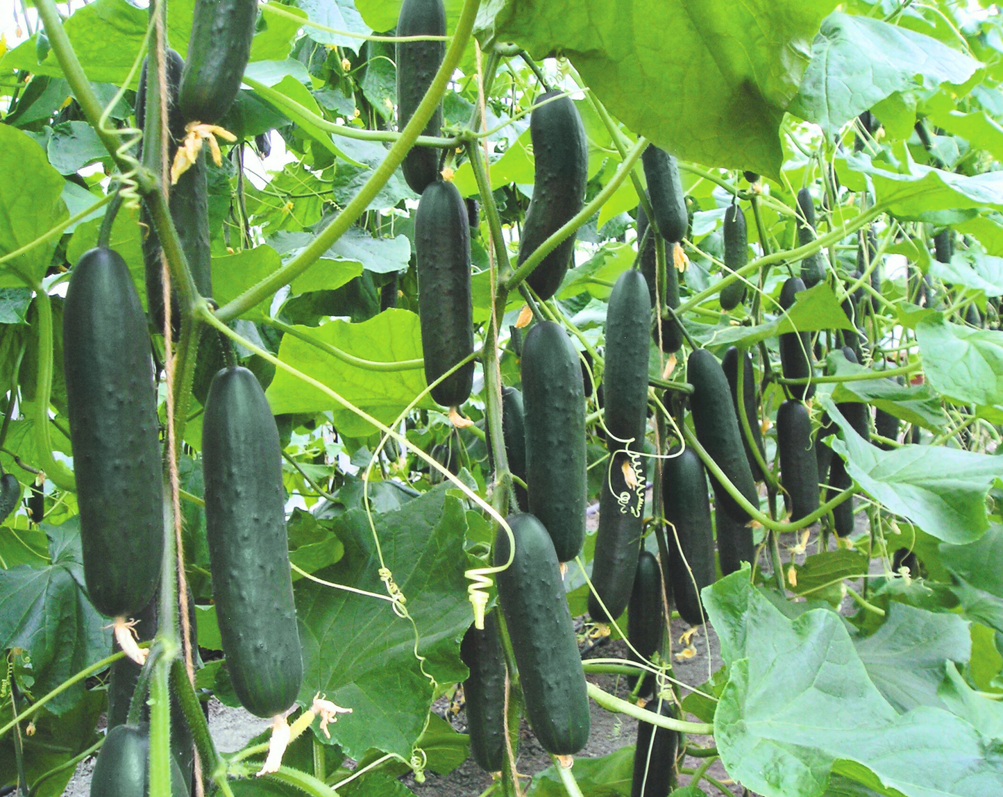 Lisboa Hybrid Cucumber Seeds - Blessings Grow Meadows