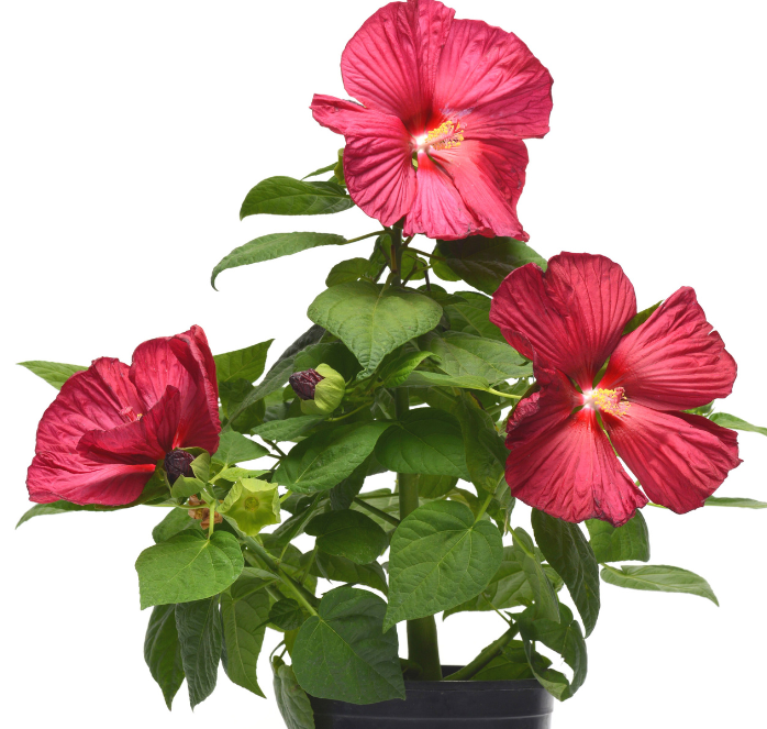 Luna Red Hybrid Hibiscus Seeds - Blessings Grow Meadows