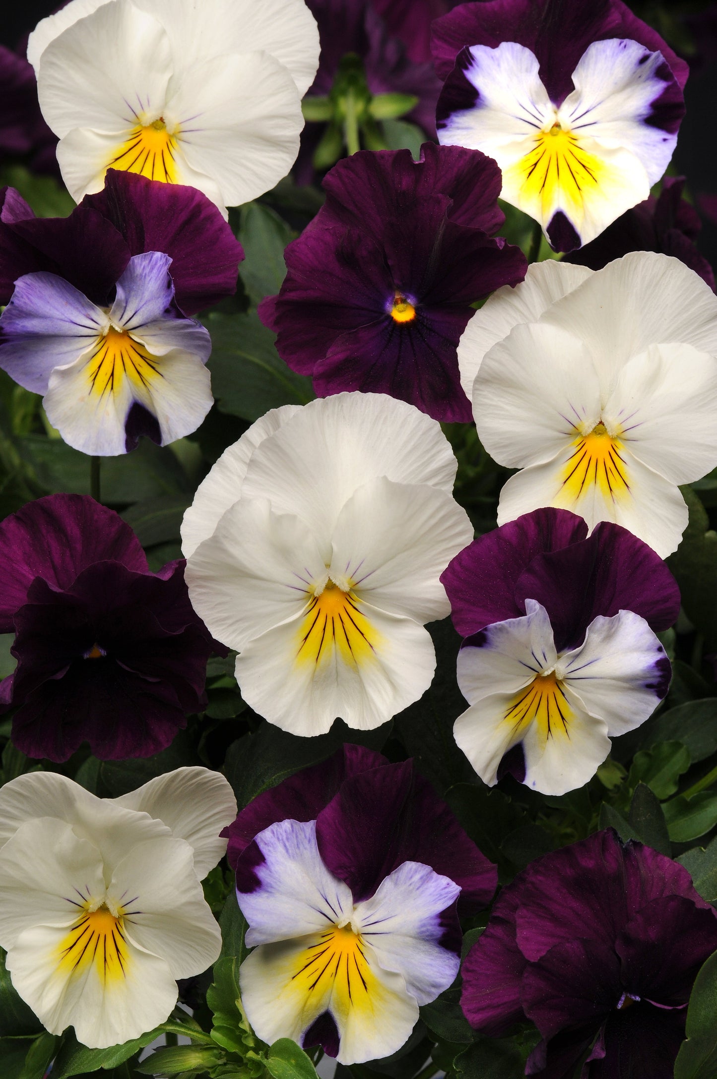 Pansy Cool Wave Berries ‘n Cream Mix - Blessings Grow Meadows