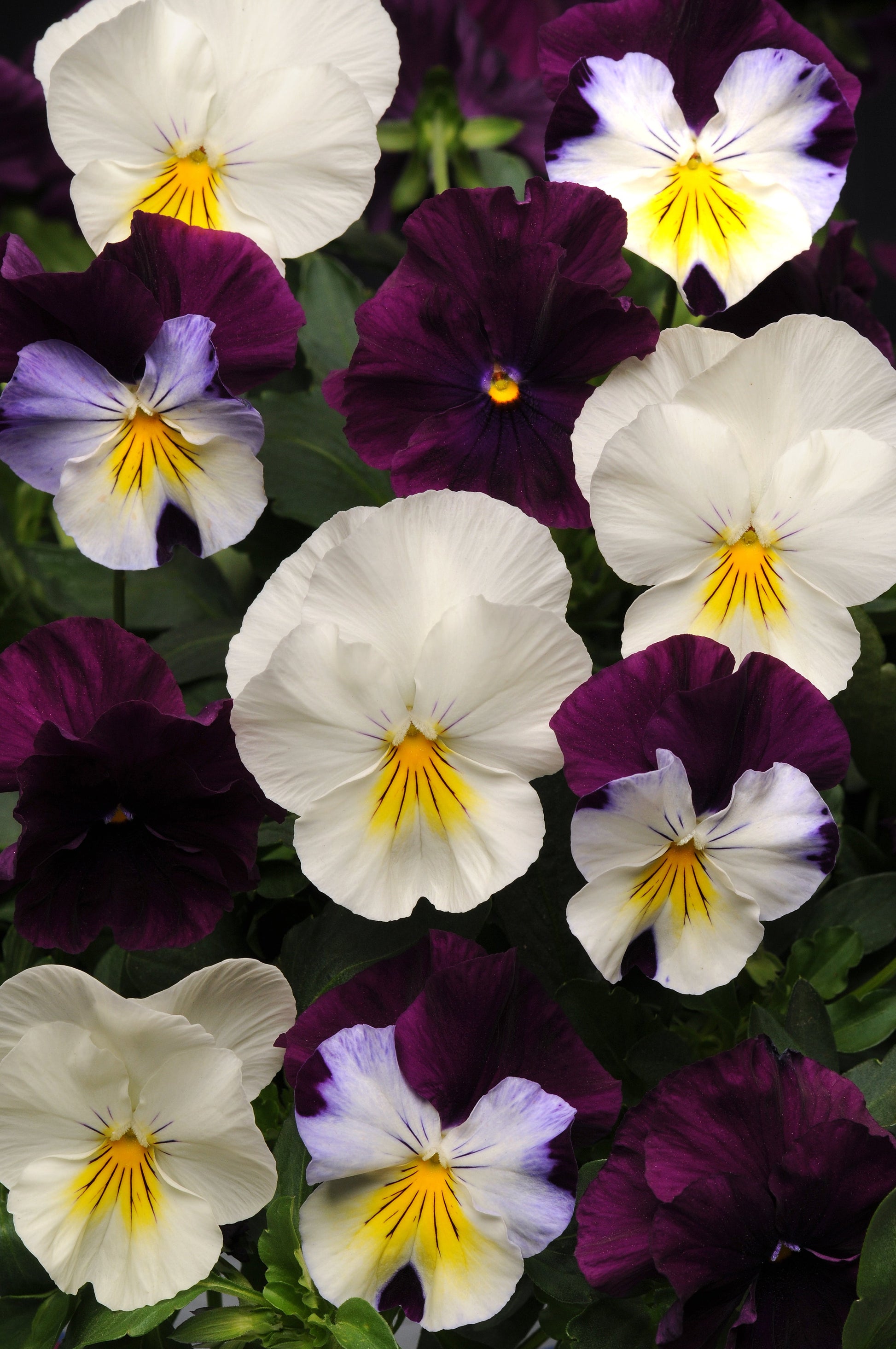 Pansy Cool Wave Berries ‘n Cream Mix - Blessings Grow Meadows